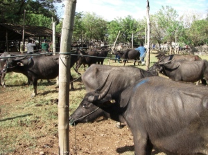 We rented a motorcycle and visited the Saturday Water Buffalo and Cattle market.  
